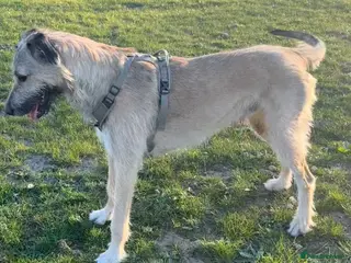 Irish Wolfhound dogs KC IRISH WOLFHOUND 2yo Male - Advert 3