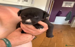 Lurcher dogs for sale: Lurcher puppies  - Image 1