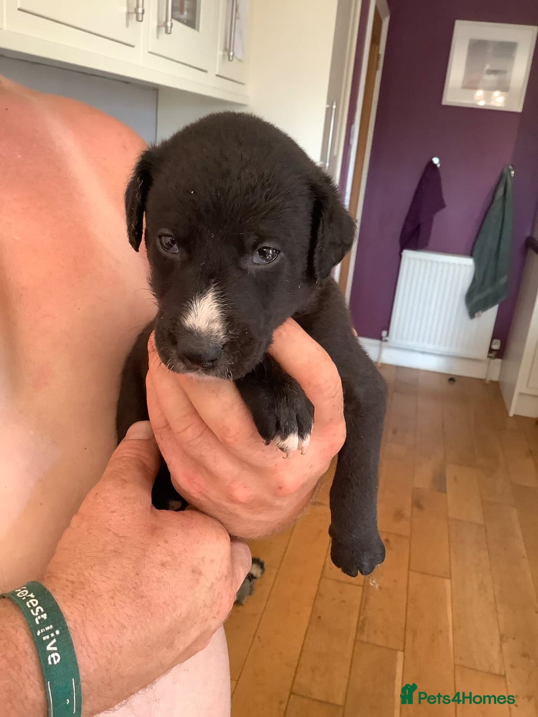 Lurcher dogs for sale: Lurcher puppies  - Image 1