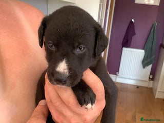 Lurcher dogs - Advert 8