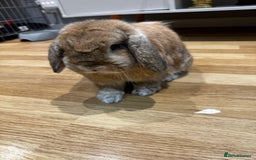 Mini Lop rabbits for sale: 2 male mini lops for sale - Advert 4