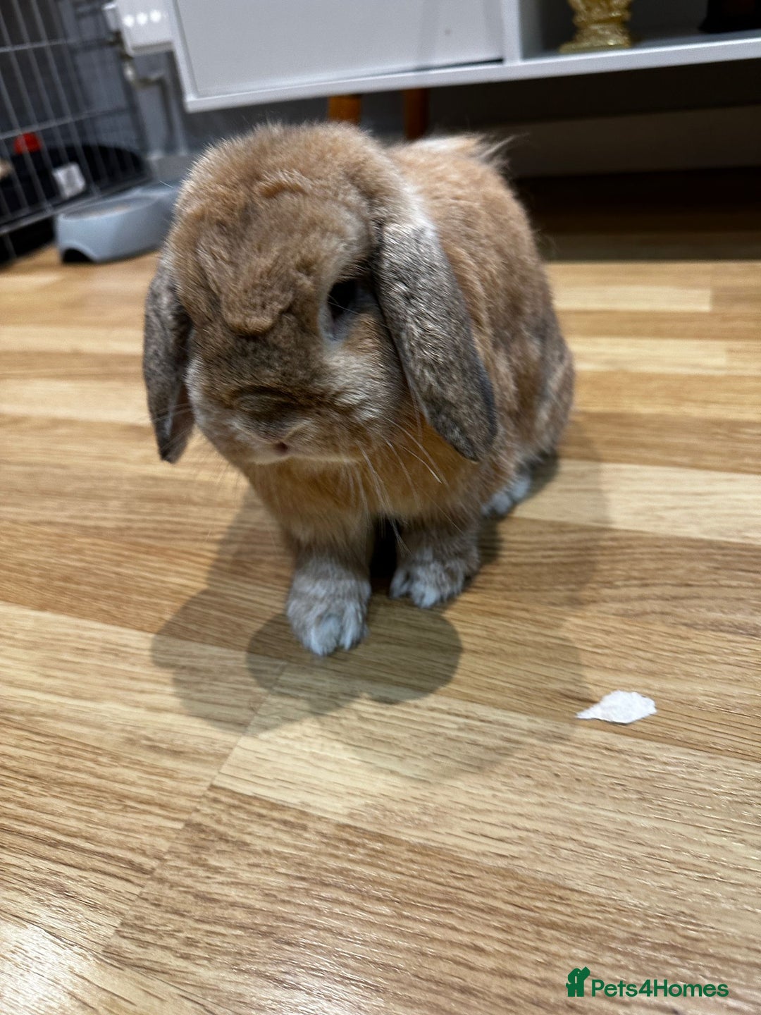 Mini Lop rabbits for sale: 2 male mini lops for sale - Advert 4