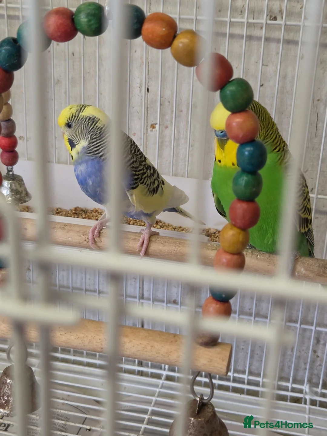 Budgerigars birds for sale: Breeding pair Budgies  - Advert 2