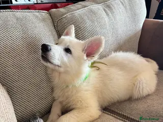 White Swiss Shepherd dogs Gorgeous white swiss shepherd puppies - Advert 2