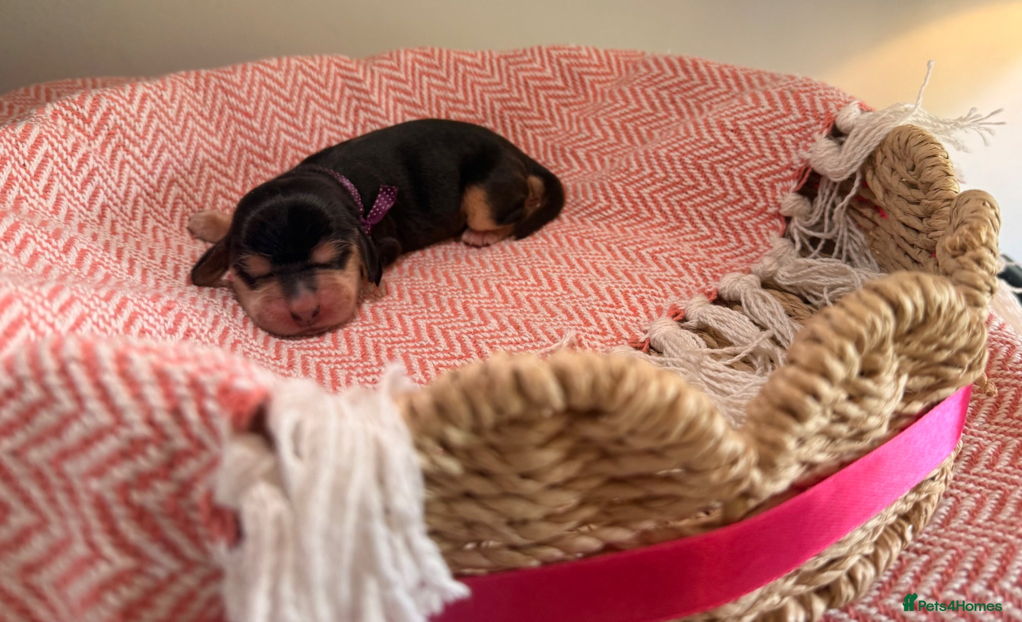 Cocker Spaniel dogs Outstanding KC registered Cocker Spaniel Puppies  - Advert 1
