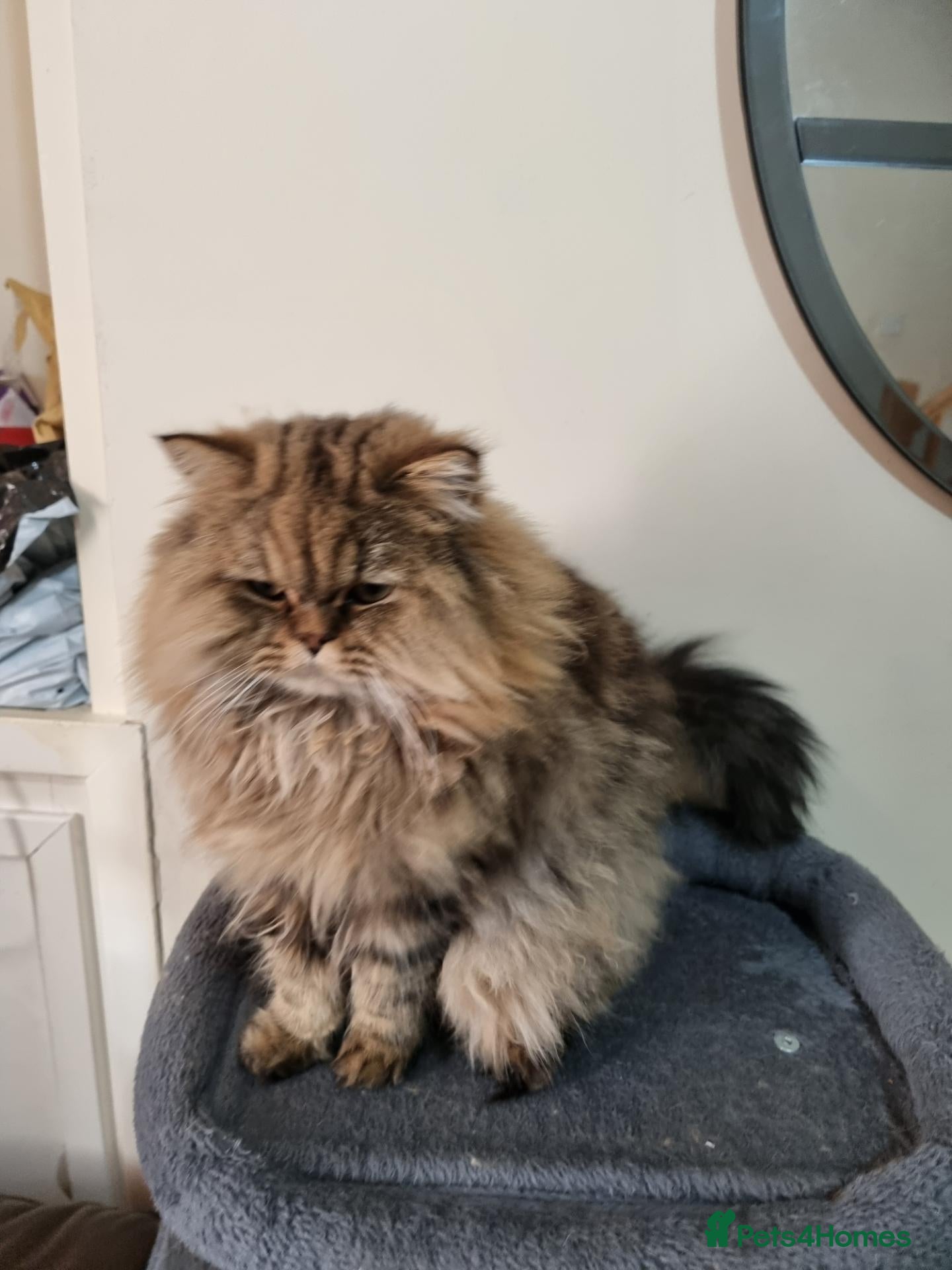 Mixed Breed cats Persian and British Longhair haired mix  - Advert 20