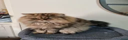 Mixed Breed cats for sale: Persian and British Longhair haired mix  - Advert 2
