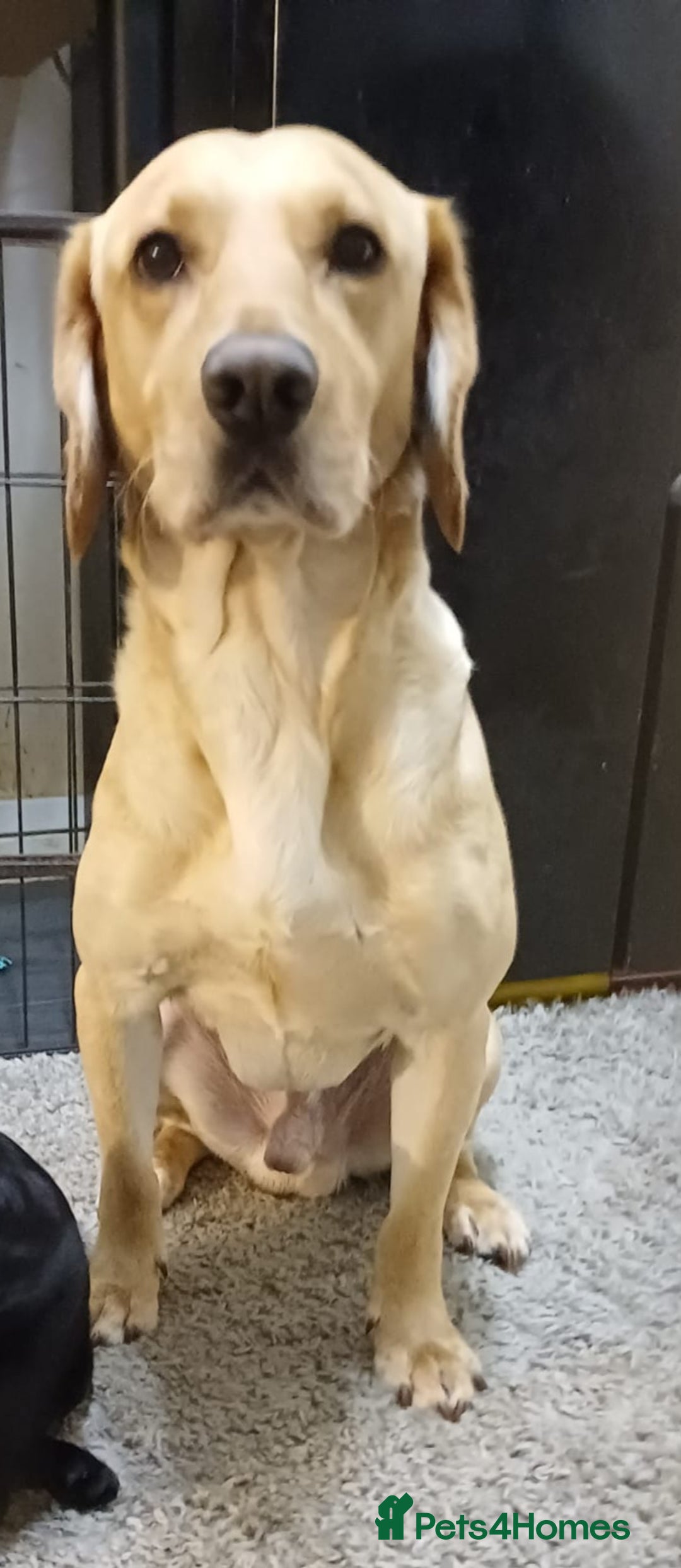 Labrador Retriever dogs for sale: PUPPIES 🐶 🐾  - Advert 22