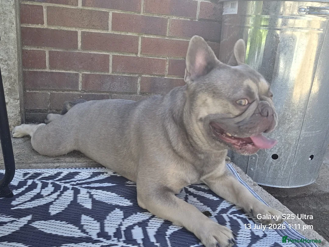 French Bulldog dogs for sale: 2 Yr old male frenchie  in Barnsley - Advert 2