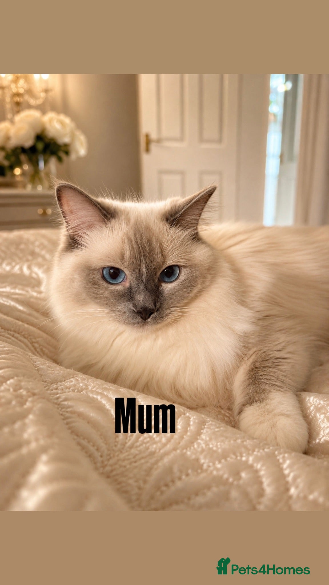 Ragdoll cats for sale: Luxury ragdoll kittens - Quality Breed  - Advert 1
