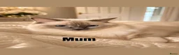 Ragdoll cats for sale: Luxury ragdoll kittens - Quality Breed  - Advert 1