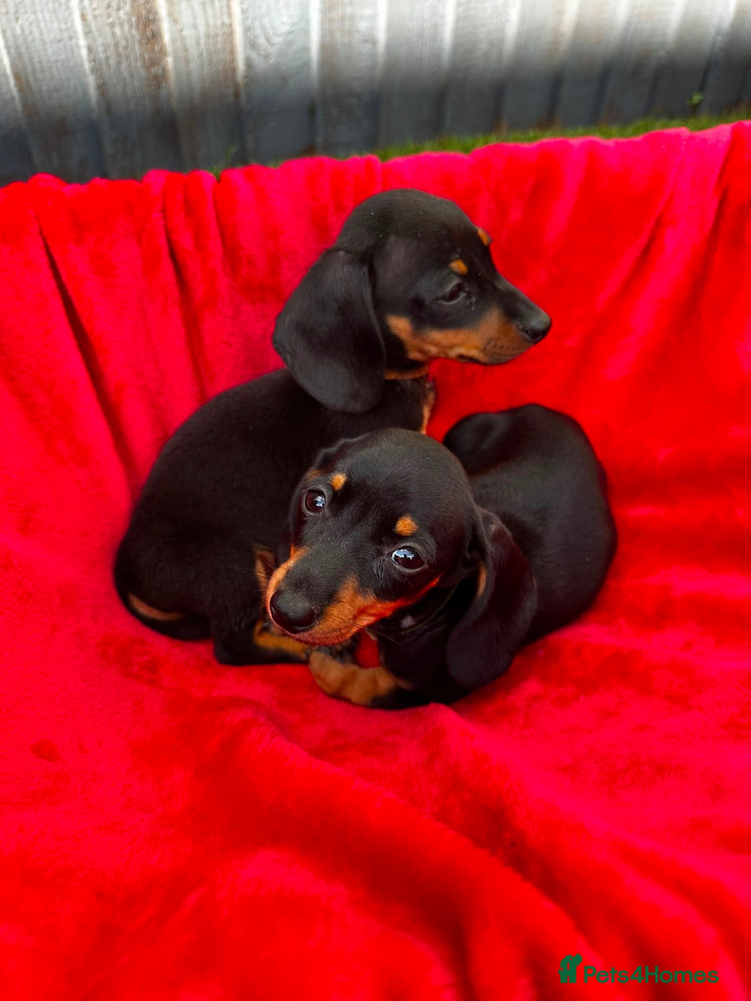 Dachshund dogs Dachshund  - Advert 1