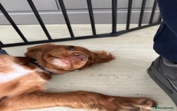 Cocker Spaniel dogs for sale: Poppy the cockerspaniel    - Image 3
