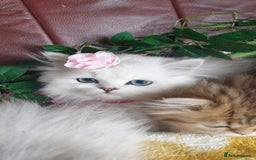 Persian cats for sale: 🌟Beautiful Pedigree Chinchilla Persian Kitten🌟 - Image 9