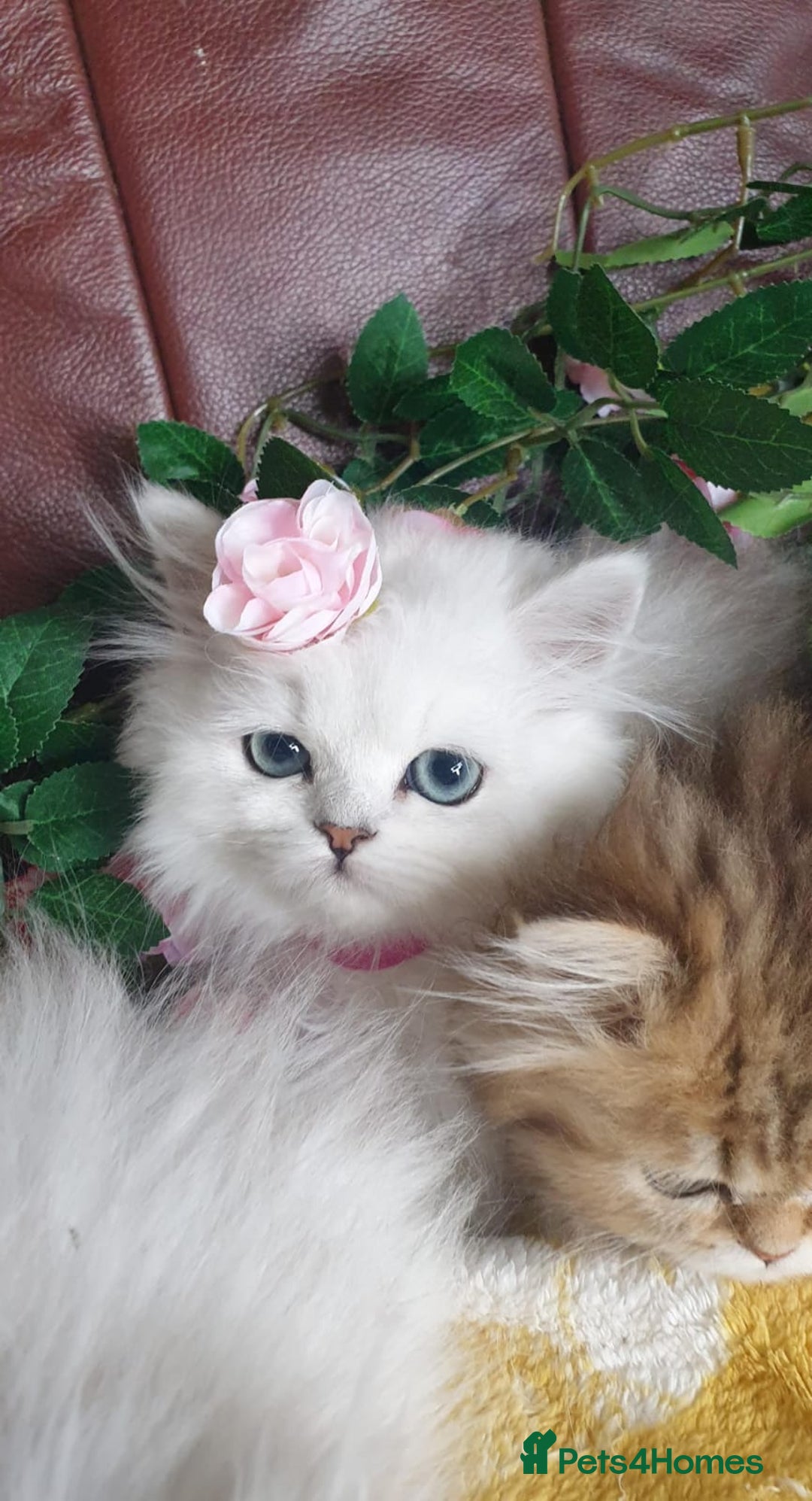 Persian cats for sale: 🌟Beautiful Pedigree Chinchilla Persian Kitten🌟 - Image 9