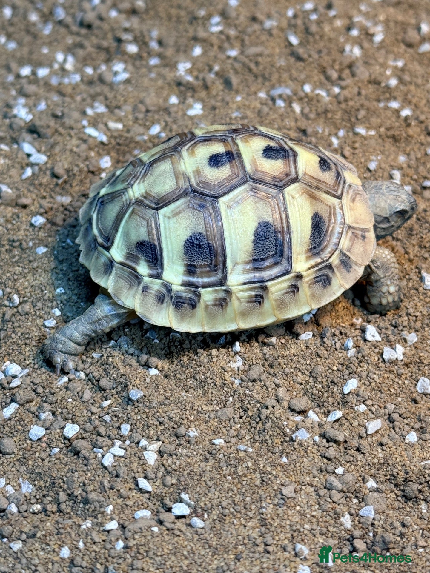 Hermann Tortoise reptiles Lovely young Hermann’s Tortoise - Advert 1