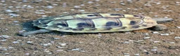 Hermann Tortoise reptiles for sale: Lovely young Hermann’s Tortoise - Advert 1
