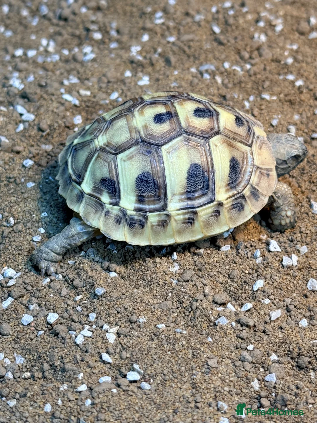 Hermann Tortoise reptiles for sale: Lovely young Hermann’s Tortoise - Advert 1
