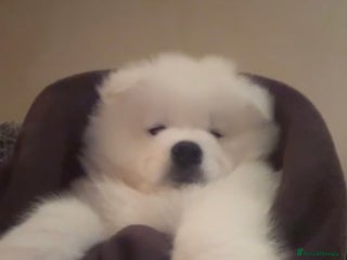 Samoyed dogs Samoyed - Advert 1