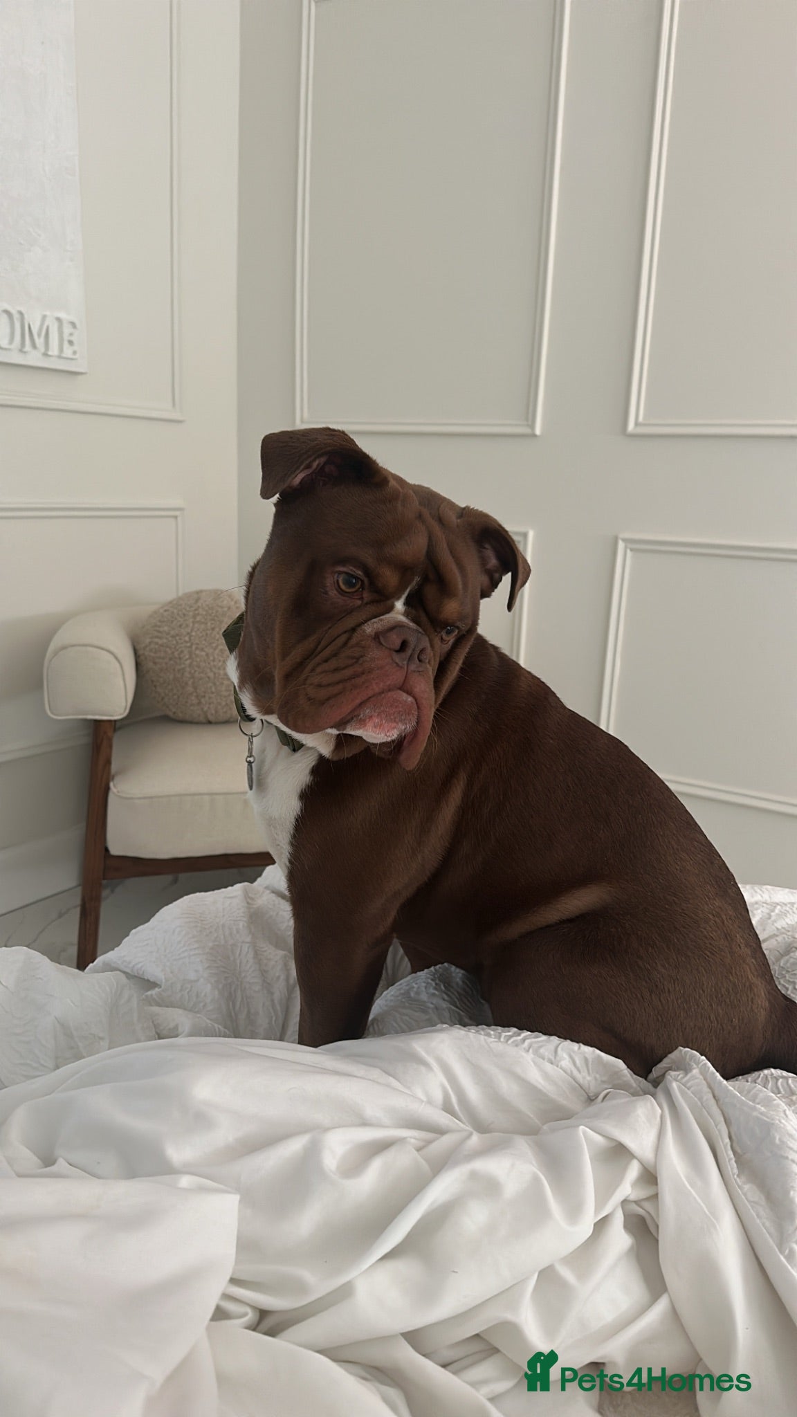 Olde English Bulldogge dogs Olde english bulldog for sale  - Advert 15
