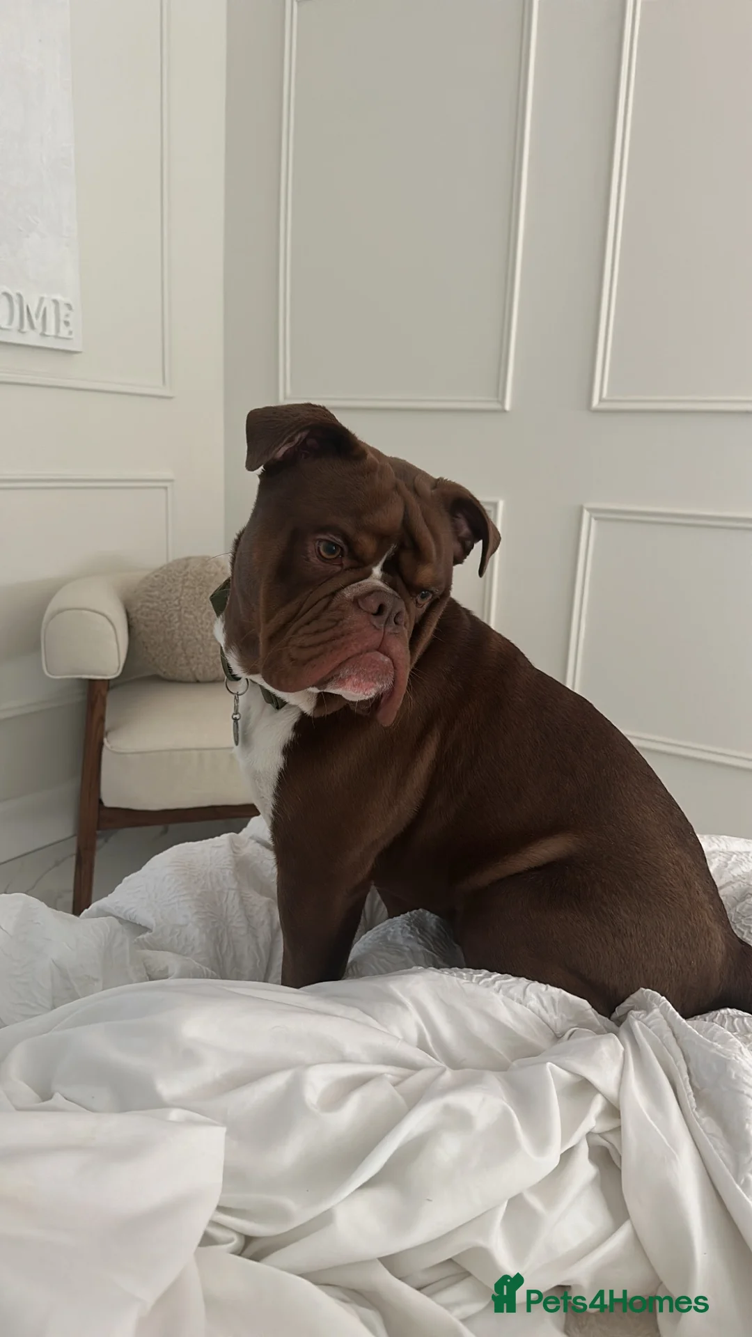 Olde English Bulldogge dogs for sale: Olde english bulldog for sale  - Advert 2