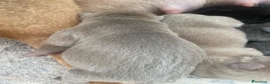 Shar Pei 3