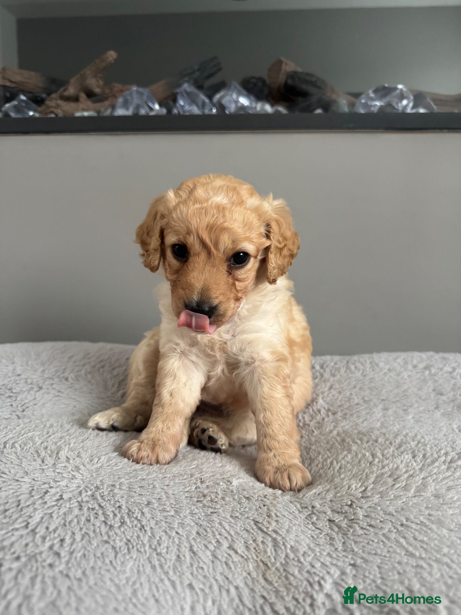 Cockapoo dogs *LAST ONE* Cockapoo F1BB Puppies - Advert 10