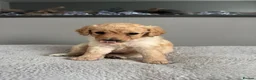 Cockapoo dogs for sale: *LAST ONE READY TO LEAVE* Cockapoo F1BB Puppies - Advert 1