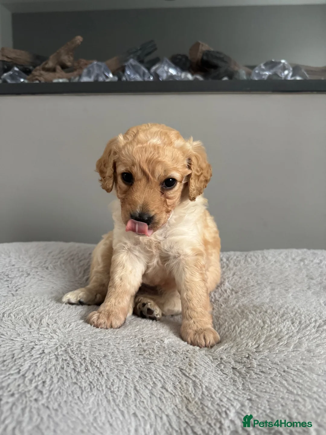 Cockapoo dogs for sale: *LAST ONE READY TO LEAVE* Cockapoo F1BB Puppies - Advert 1