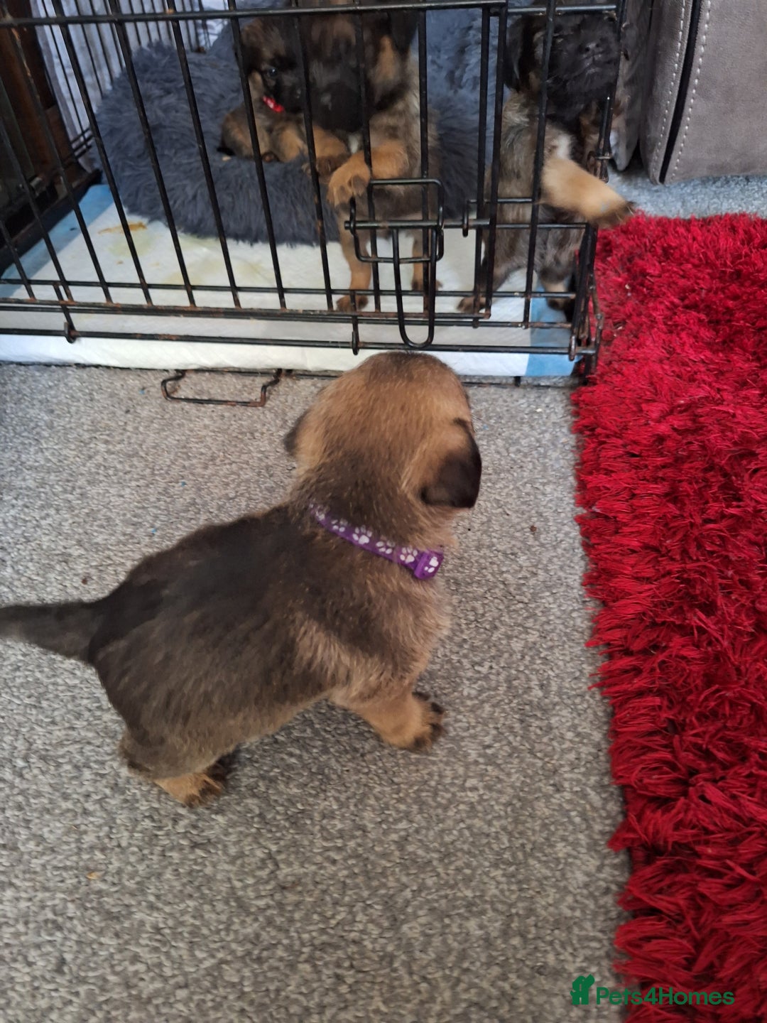 Border Terrier dogs for sale: Border terrier puppies  - Image 5