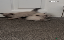 Ragdoll cats for sale: Beautiful Ragdoll kittens  - Image 19