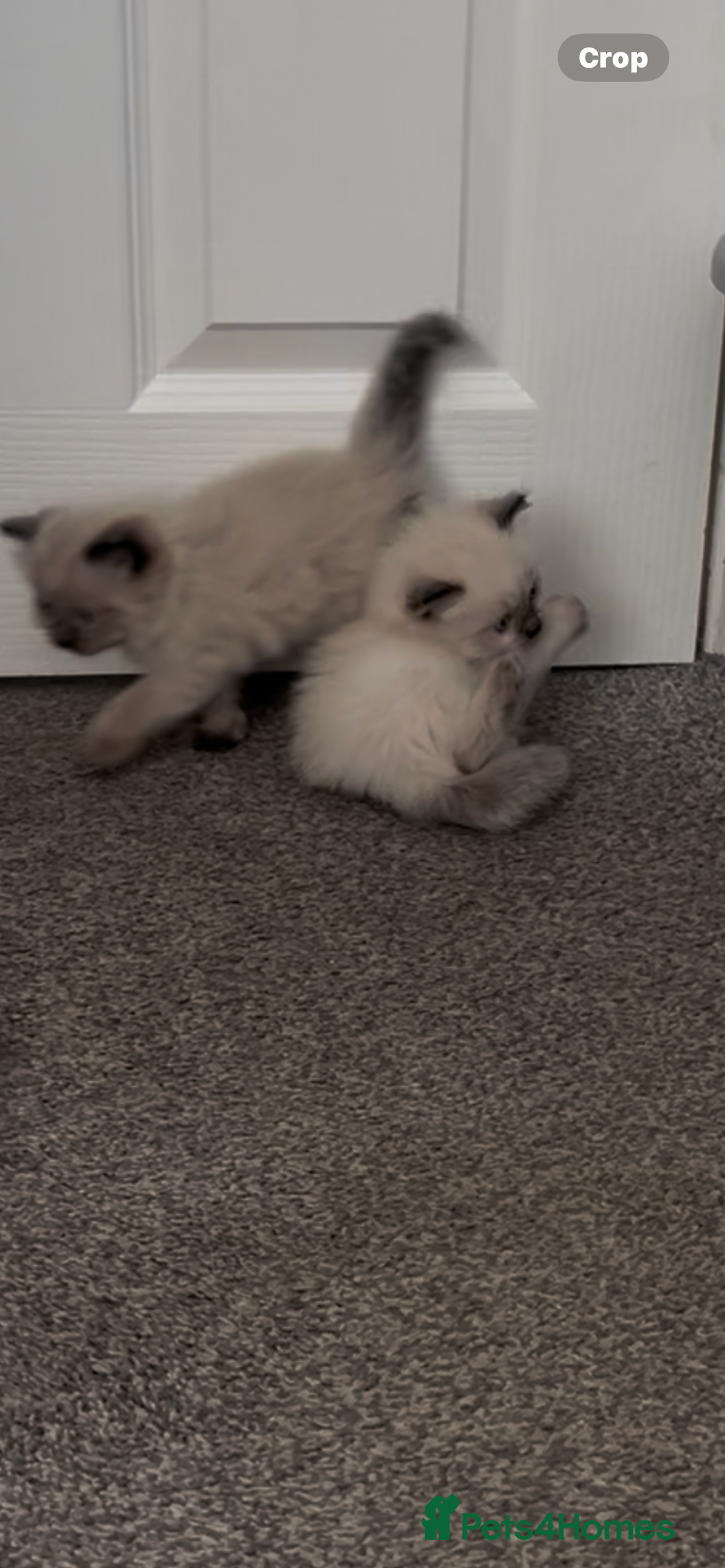 Ragdoll cats for sale: Beautiful Ragdoll kittens  - Image 19