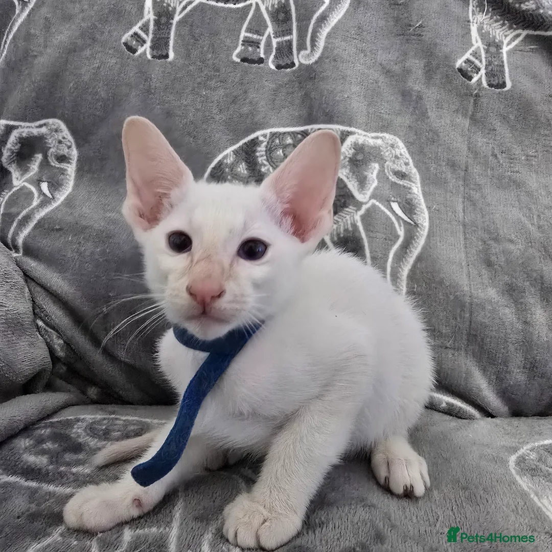 Siamese cats for sale: Adorable fur babies - Advert 3