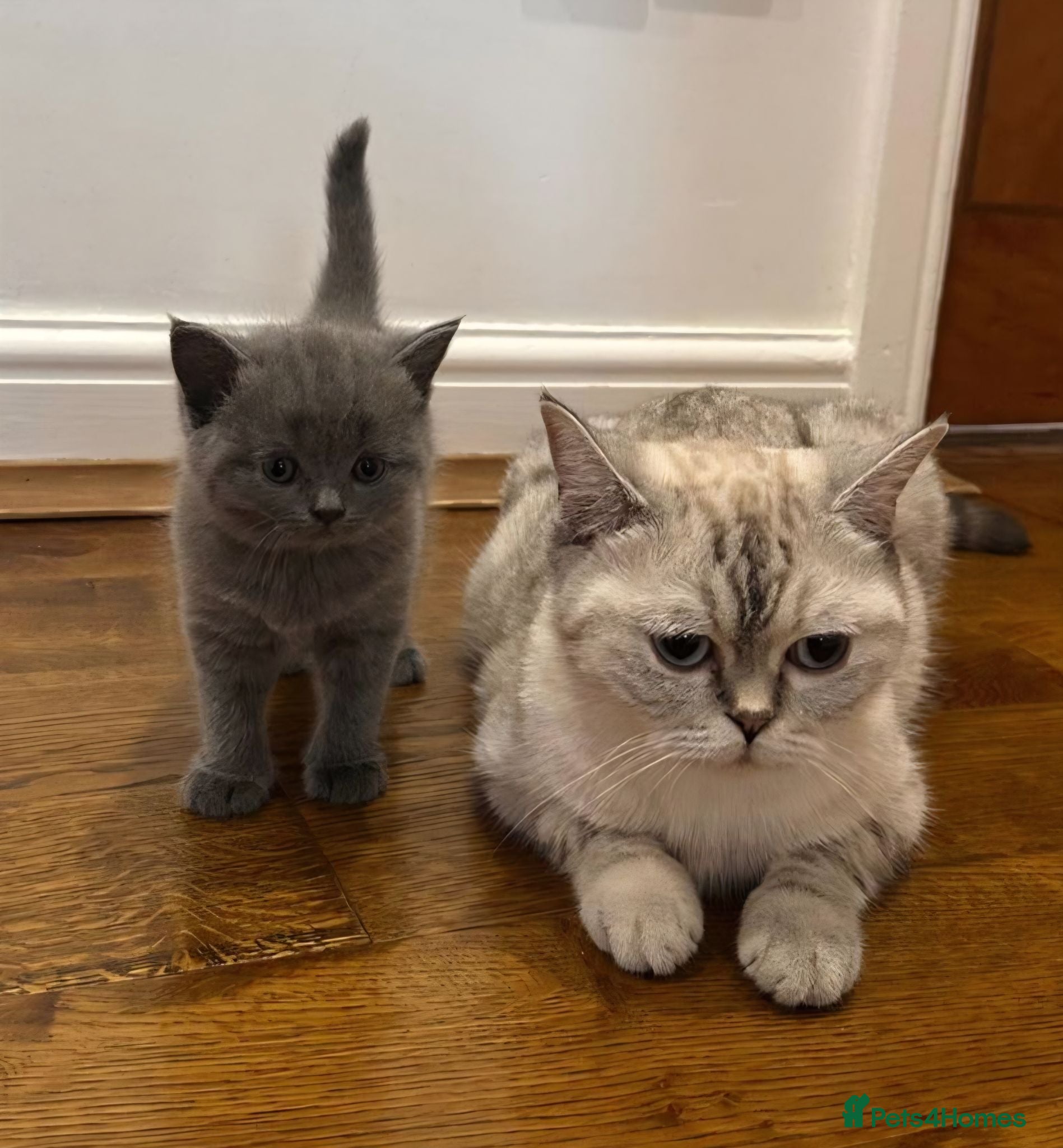 British Shorthair cats Champion blood line BSH kittens for sale - Advert 2