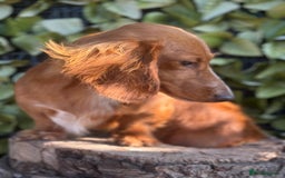 Dachshund dogs for sale: 2 beautiful male dachshund adult dogs for sale  - Image 1