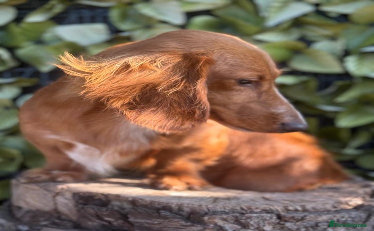 Dachshund dogs - Advert 2