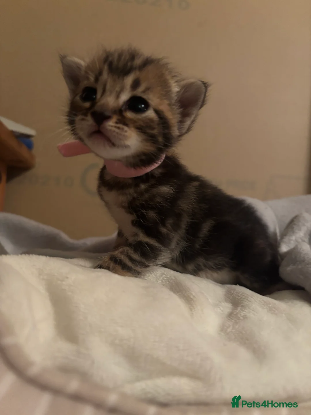 Mixed Breed cats for sale: mixed breed kittens for sale  - Advert 7