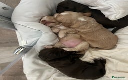 Cocker Spaniel dogs for sale: Cocker spaniel  - Image 8