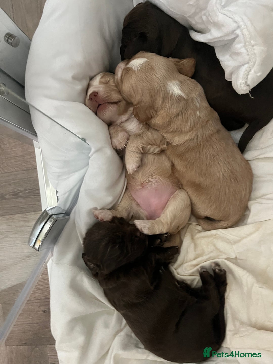 Cocker Spaniel dogs for sale: Cocker spaniel  - Image 8