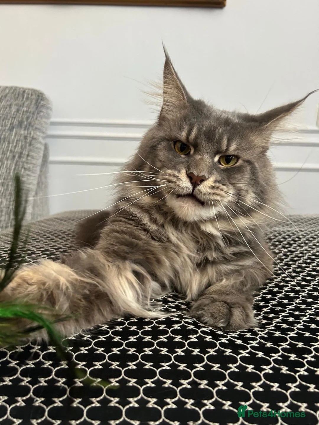 Maine Coon cats for sale: 2 Beautiful Mainecoons for sale - Advert 8