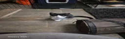 Mixed Breed cats for sale: 3 beautiful 11 week old kittens  - Advert 9