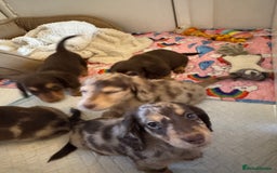 Miniature Dachshund dogs for sale: Miniature Long Haired Dachshund **Last Boy** in Saint Helens - Image 32