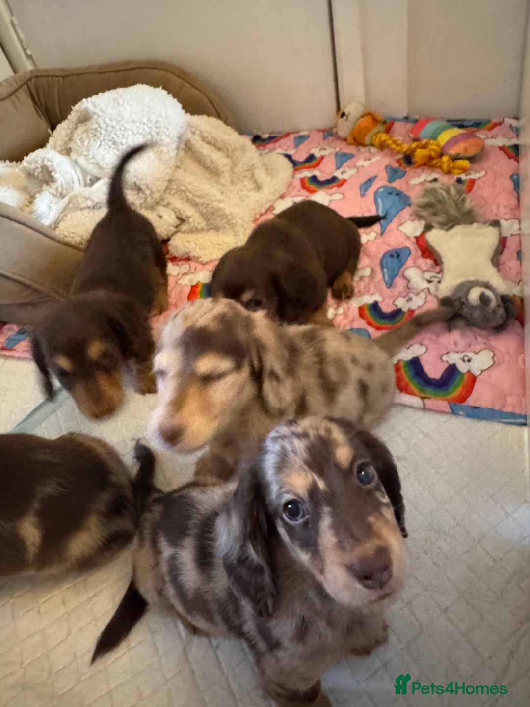 Miniature Dachshund dogs for sale: Miniature Long Haired Dachshund **Last Boy** in Saint Helens - Image 32