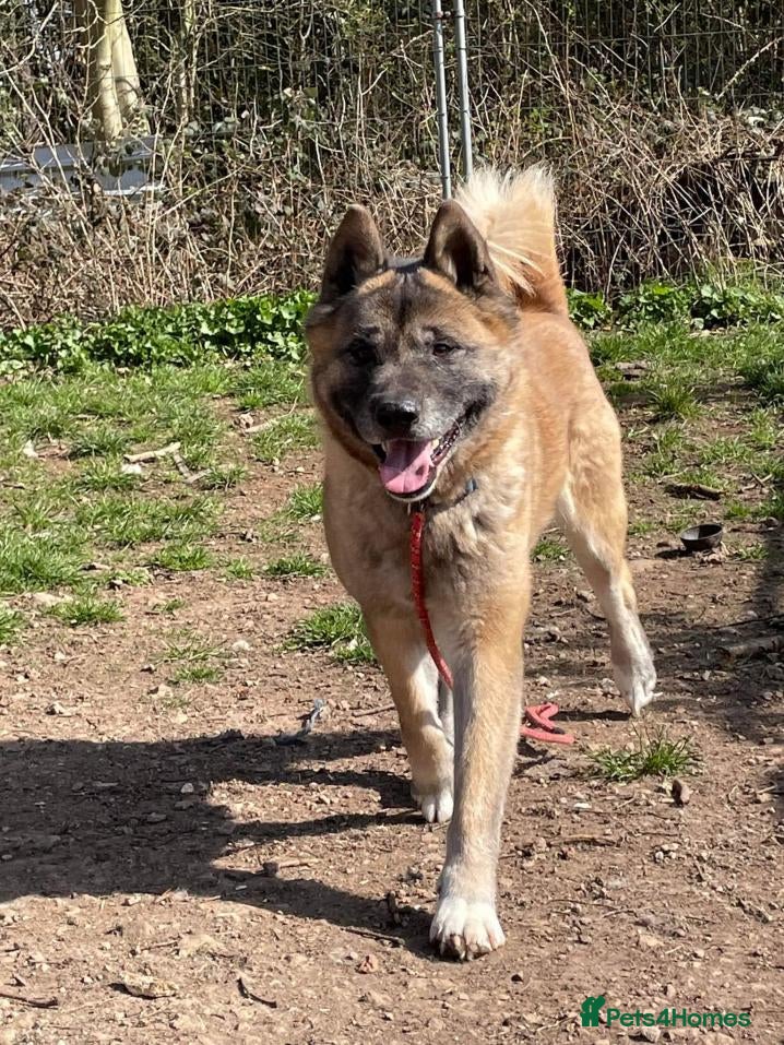 Akita dogs Arthur in Worksop - Advert 4