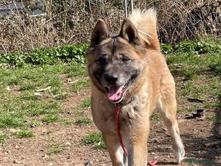Akita dogs in Worksop - Advert 29