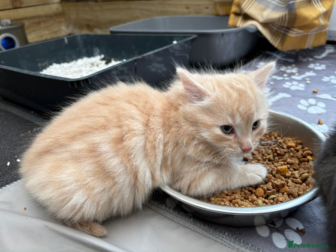 Bengal cats for sale: Bengal Mixed Litter - 2 Ginger & 1 Blue/Grey - Image 31