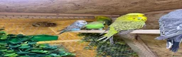 Canaries birds for sale: Birds for sale budgies, canaries ect  - Advert 11