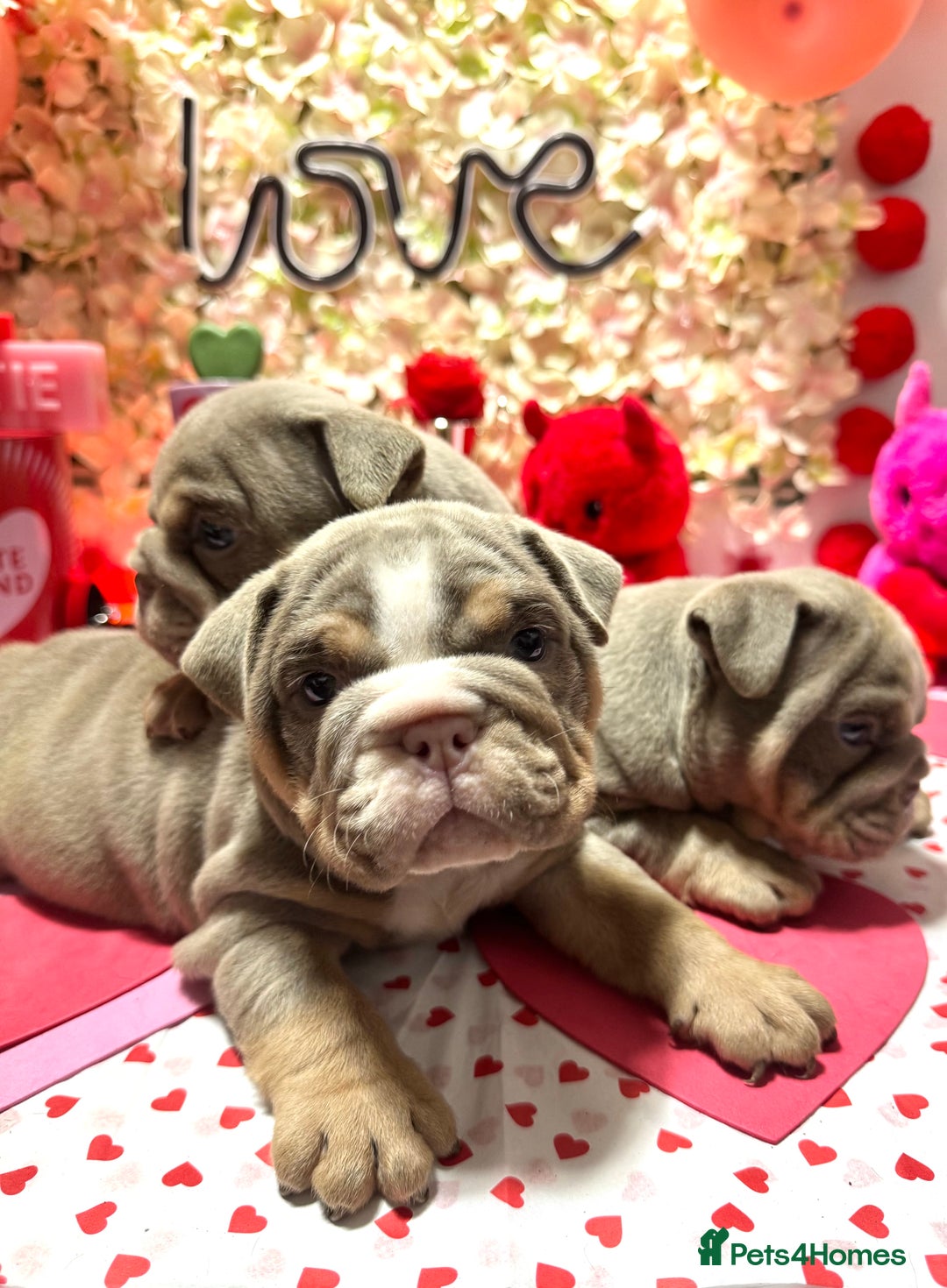 English Bulldog dogs for sale: Elite KC Registered English Bulldog Puppies - Advert 8