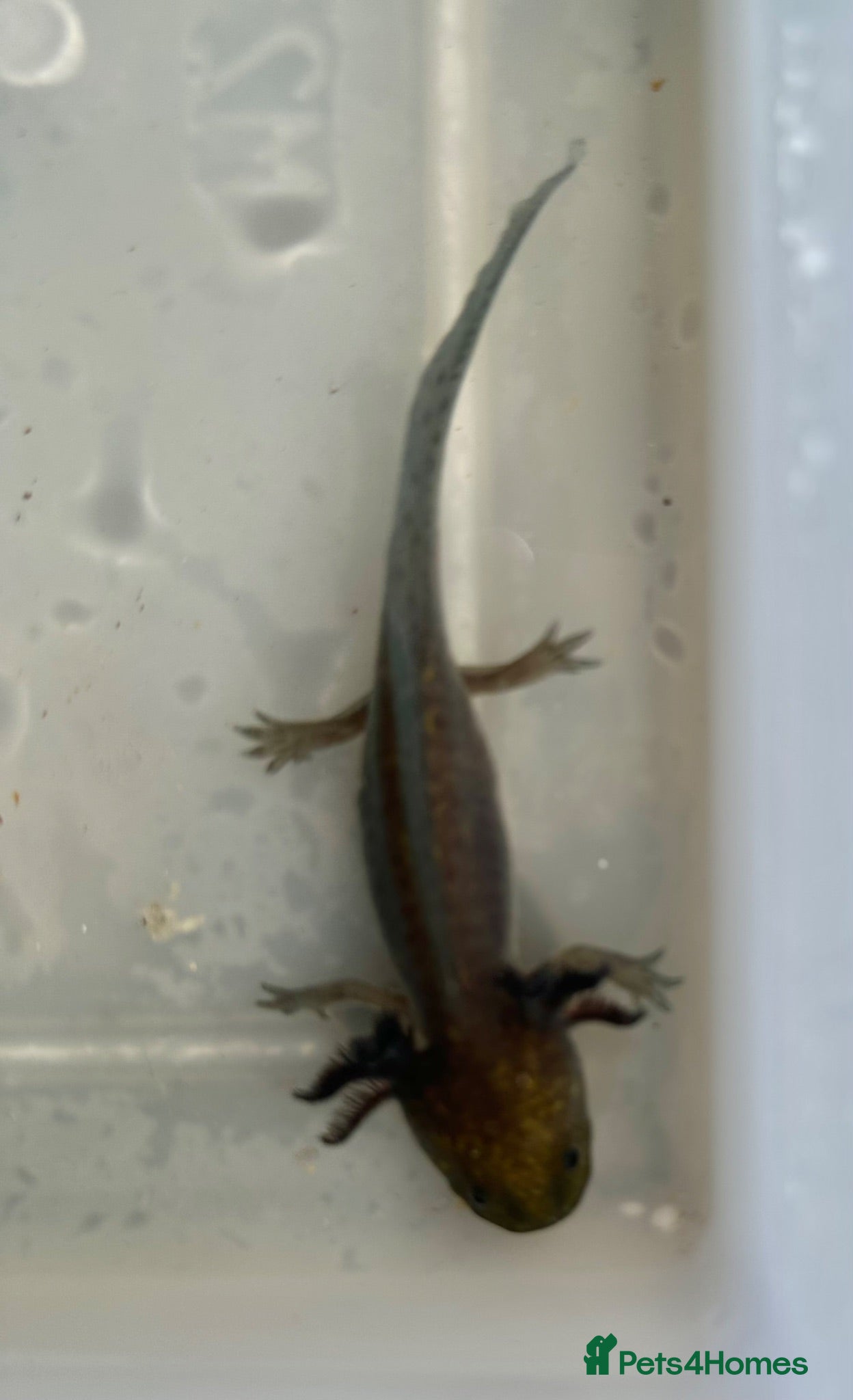 Axolotl reptiles  Melanistic (melanoid) Axolotls 2”-3” - Advert 2