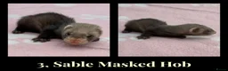 Ferret rodents for sale: 🦦 Adorable Ferret Kits (Pandas, Roans & Sables)🐾 - Advert 8